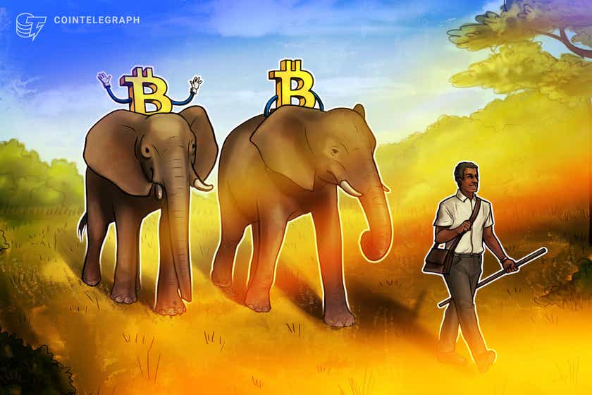Simbabwe könnte das nächste Land sein, das Bitcoin als gesetzliches Zahlungsmittel annimmt